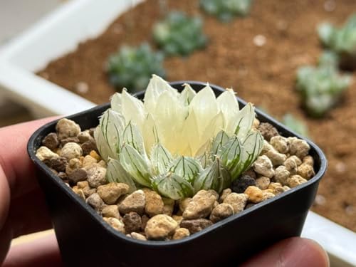 観葉植物 ハオルチア 錦」の人気商品一覧 | 安い商品を通販サイトから